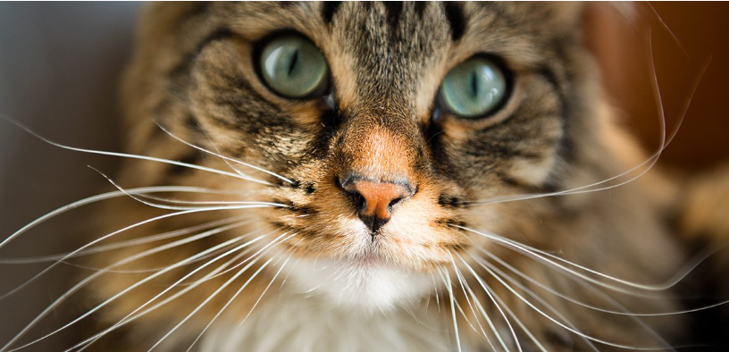 Whiskers Wonder: The Secret Superpower of Cat Whiskers! 🐾✨